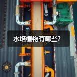 水培植物有哪些?(图3) 水培植物有哪些?(图3)