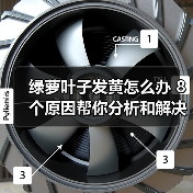 绿萝叶子发黄怎么办 8个原因帮你分析和解决绿萝叶黄问题(图2) 绿萝叶子发黄怎么办 8个原因帮你分析和解决绿萝叶黄问题(图2)