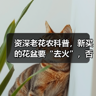 资深老花农科普，新买的花盆要“去火”，否则花卉绿植一上盆就枯死（图1）