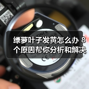 绿萝叶子发黄怎么办 8个原因帮你分析和解决绿萝叶黄问题(图4) 绿萝叶子发黄怎么办 8个原因帮你分析和解决绿萝叶黄问题(图4)