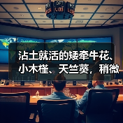 沾土就活的矮牵牛花、小木槿、天竺葵,稍微给点儿肥秒变大花球(图1) 沾土就活的矮牵牛花、小木槿、天竺葵,稍微给点儿肥秒变大花球(图1)