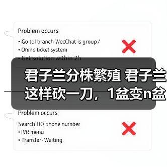 君子兰分株繁殖 君子兰这样砍一刀,1盆变n盆,多到摆不下(图2) 君子兰分株繁殖 君子兰这样砍一刀,1盆变n盆,多到摆不下(图2)
