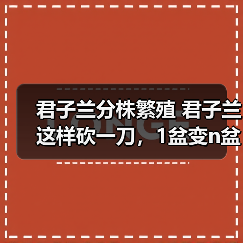君子兰分株繁殖 君子兰这样砍一刀,1盆变n盆,多到摆不下(图3) 君子兰分株繁殖 君子兰这样砍一刀,1盆变n盆,多到摆不下(图3)