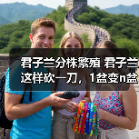 君子兰分株繁殖 君子兰这样砍一刀,1盆变n盆,多到摆不下(图1) 君子兰分株繁殖 君子兰这样砍一刀,1盆变n盆,多到摆不下(图1)