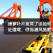 绿萝叶片发黄了该如何处理呢,修剪通风施肥不可少,绿的发油(图1) 绿萝叶片发黄了该如何处理呢,修剪通风施肥不可少,绿的发油(图1)