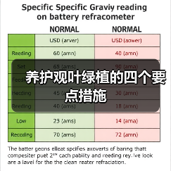 养护观叶绿植的四个要点措施(图4) 养护观叶绿植的四个要点措施(图4)