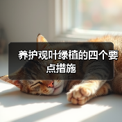 养护观叶绿植的四个要点措施(图1) 养护观叶绿植的四个要点措施(图1)