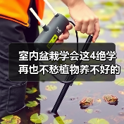 室内盆栽学会这4绝学 再也不愁植物养不好的问题了（图3）