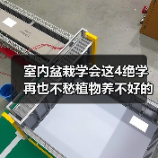 室内盆栽学会这4绝学 再也不愁植物养不好的问题了（图1）
