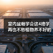 室内盆栽学会这4绝学 再也不愁植物养不好的问题了（图4）