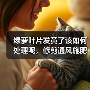 绿萝叶片发黄了该如何处理呢,修剪通风施肥不可少,绿的发油(图3) 绿萝叶片发黄了该如何处理呢,修剪通风施肥不可少,绿的发油(图3)