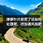 绿萝叶片发黄了该如何处理呢,修剪通风施肥不可少,绿的发油(图2) 绿萝叶片发黄了该如何处理呢,修剪通风施肥不可少,绿的发油(图2)