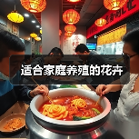 适合家庭养殖的花卉(图1) 适合家庭养殖的花卉(图1)