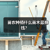苗农种植什么苗木最赚钱？（图2）