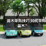 苗木采购技巧|如何采购苗木?(图3) 苗木采购技巧|如何采购苗木?(图3)