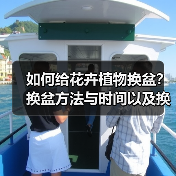 如何给花卉植物换盆?换盆方法与时间以及换盆的注意事项(图1) 如何给花卉植物换盆?换盆方法与时间以及换盆的注意事项(图1)