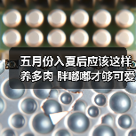 五月份入夏后应该这样养多肉 胖嘟嘟才够可爱(图1) 五月份入夏后应该这样养多肉 胖嘟嘟才够可爱(图1)