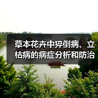 草本花卉中猝倒病、立枯病的病症分析和防治措施（图3）