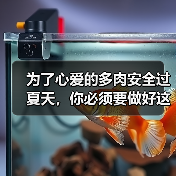 为了心爱的多肉安全过夏天,你必须要做好这9件事(图4) 为了心爱的多肉安全过夏天,你必须要做好这9件事(图4)