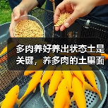 多肉养好养出状态土是关键,养多肉的土里面一定要加点这个!(图4) 多肉养好养出状态土是关键,养多肉的土里面一定要加点这个!(图4)
