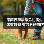 家庭养花最常见的病虫害有哪些 有效分辨与防治手段(图3) 家庭养花最常见的病虫害有哪些 有效分辨与防治手段(图3)