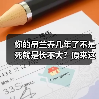 你的吊兰养几年了不是死就是长不大?原来这么养才正确!(图2) 你的吊兰养几年了不是死就是长不大?原来这么养才正确!(图2)