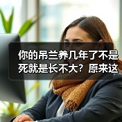 你的吊兰养几年了不是死就是长不大?原来这么养才正确!(图3) 你的吊兰养几年了不是死就是长不大?原来这么养才正确!(图3)