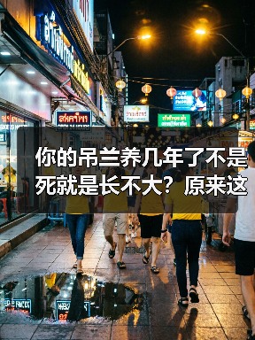 你的吊兰养几年了不是死就是长不大?原来这么养才正确!(图1) 你的吊兰养几年了不是死就是长不大?原来这么养才正确!(图1)