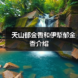 天山郁金香和伊犁郁金香介绍（图4）