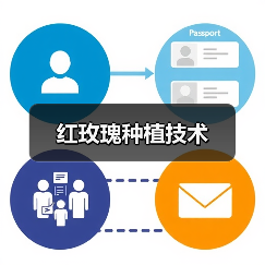 红玫瑰种植技术(图4) 红玫瑰种植技术(图4)