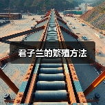 君子兰的繁殖方法（图1）