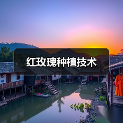 红玫瑰种植技术(图2) 红玫瑰种植技术(图2)