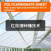 红玫瑰种植技术(图3) 红玫瑰种植技术(图3)