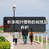 秋季观叶植物的栽培及养护(图4) 秋季观叶植物的栽培及养护(图4)