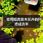 如何提高苗木花卉的扦插成活率（图2）