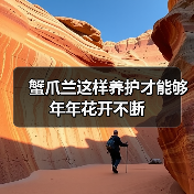 蟹爪兰这样养护才能够年年花开不断（图1）