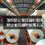 怎样防止菊花脚叶脱落 防止菊花脚叶脱落五法（图1）