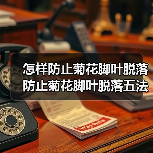 怎样防止菊花脚叶脱落 防止菊花脚叶脱落五法（图4）