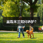 盆栽米兰如何养护?(图2) 盆栽米兰如何养护?(图2)