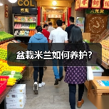 盆栽米兰如何养护?(图4) 盆栽米兰如何养护?(图4)