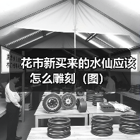 花市新买来的水仙应该怎么雕刻（图）（图1）