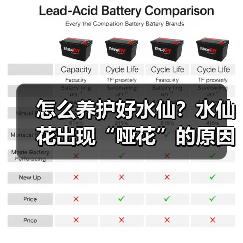 怎么养护好水仙?水仙花出现“哑花”的原因是什么?(图4) 怎么养护好水仙?水仙花出现“哑花”的原因是什么?(图4)