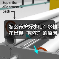怎么养护好水仙?水仙花出现“哑花”的原因是什么?(图1) 怎么养护好水仙?水仙花出现“哑花”的原因是什么?(图1)