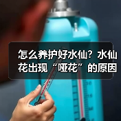 怎么养护好水仙?水仙花出现“哑花”的原因是什么?(图2) 怎么养护好水仙?水仙花出现“哑花”的原因是什么?(图2)