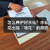 怎么养护好水仙?水仙花出现“哑花”的原因是什么?(图3) 怎么养护好水仙?水仙花出现“哑花”的原因是什么?(图3)