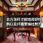 北方怎样才能培育好杜鹃以及扦插繁殖杜鹃方法(图4) 北方怎样才能培育好杜鹃以及扦插繁殖杜鹃方法(图4)