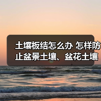 土壤板结怎么办 怎样防止盆景土壤、盆花土壤板结?(图3) 土壤板结怎么办 怎样防止盆景土壤、盆花土壤板结?(图3)