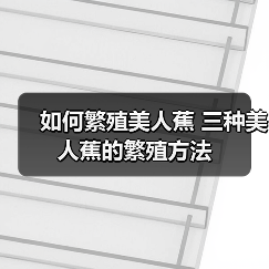 如何繁殖美人蕉 三种美人蕉的繁殖方法(图1) 如何繁殖美人蕉 三种美人蕉的繁殖方法(图1)