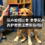 花卉如何过冬 冬季花卉养护需要注意哪些问题(图4) 花卉如何过冬 冬季花卉养护需要注意哪些问题(图4)
