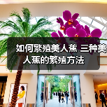 如何繁殖美人蕉 三种美人蕉的繁殖方法(图3) 如何繁殖美人蕉 三种美人蕉的繁殖方法(图3)